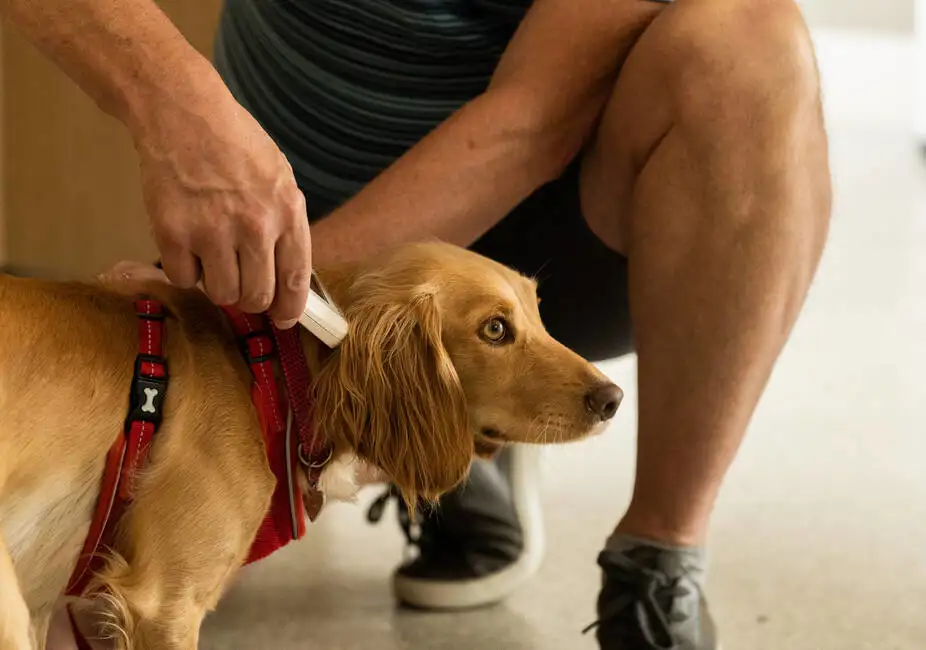 Pet Travel Requirements Eurotunnel LeShuttle™